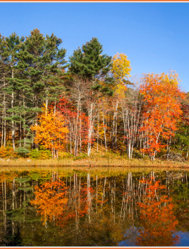 Finding Fall Foliage in Maine