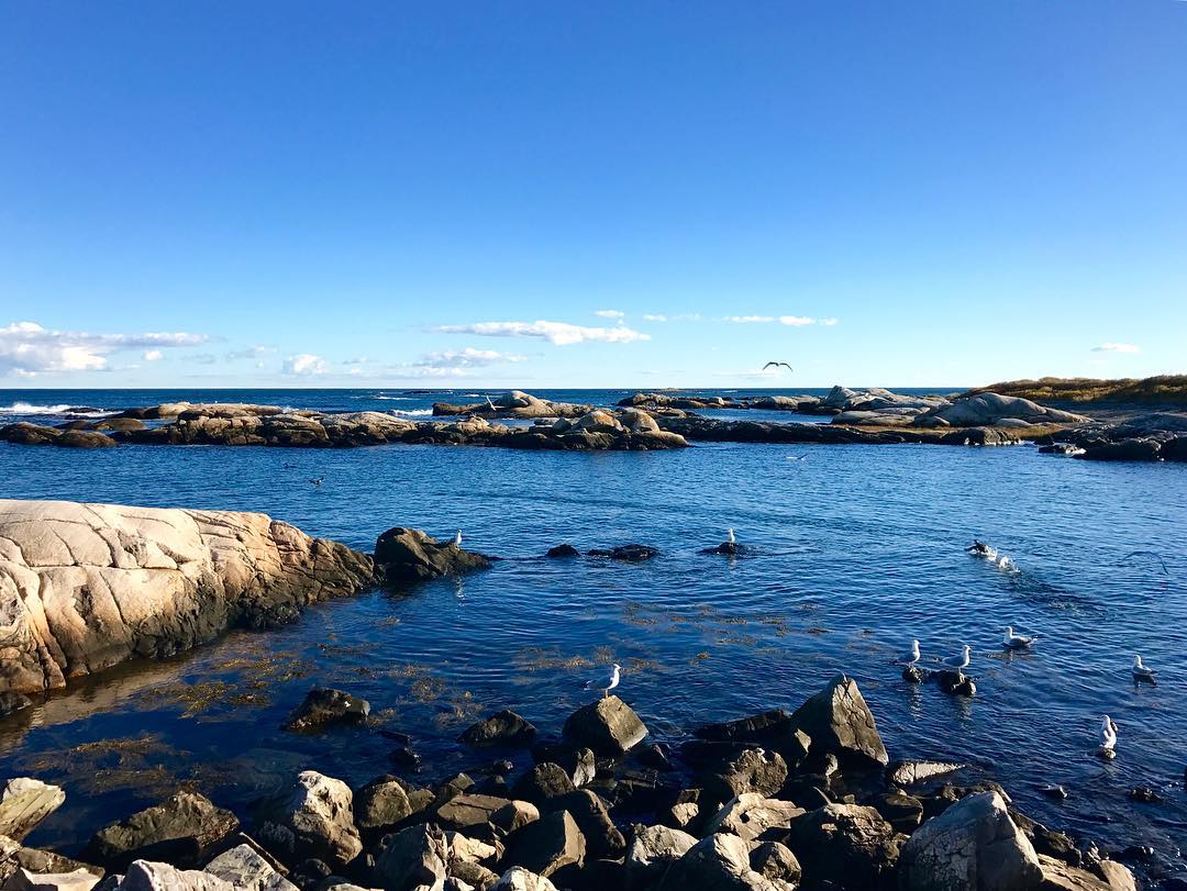 Maine Guide To Birdwatching