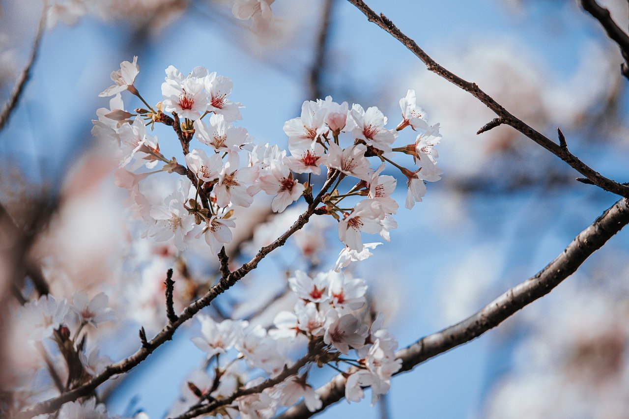 cherry blossoms, flower background, spring, sakura, taiwan, beautiful flowers, flower wallpaper, nature, yangmingshan, cherry blossom viewing, cherry, blossom, flowers-7969007.jpg