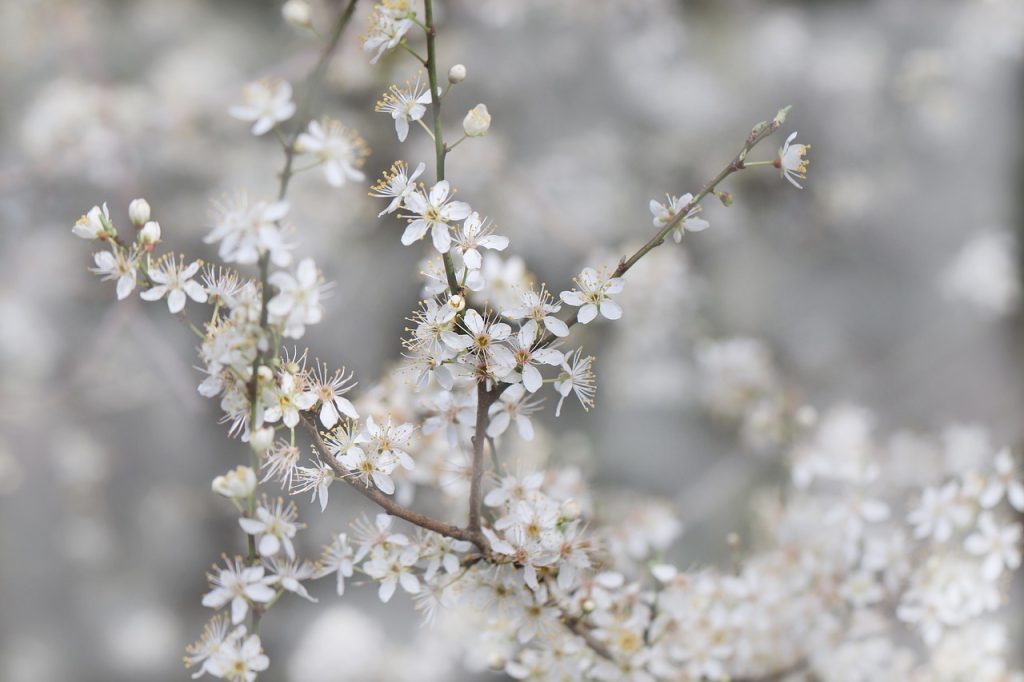 sloe, blackthorn, flowering branch, blossoms, nature, prunus, white, tree, spring, cherry blossom, spring, spring, cherry blossom, cherry blossom, cherry blossom, cherry blossom, cherry blossom-4915333.jpg