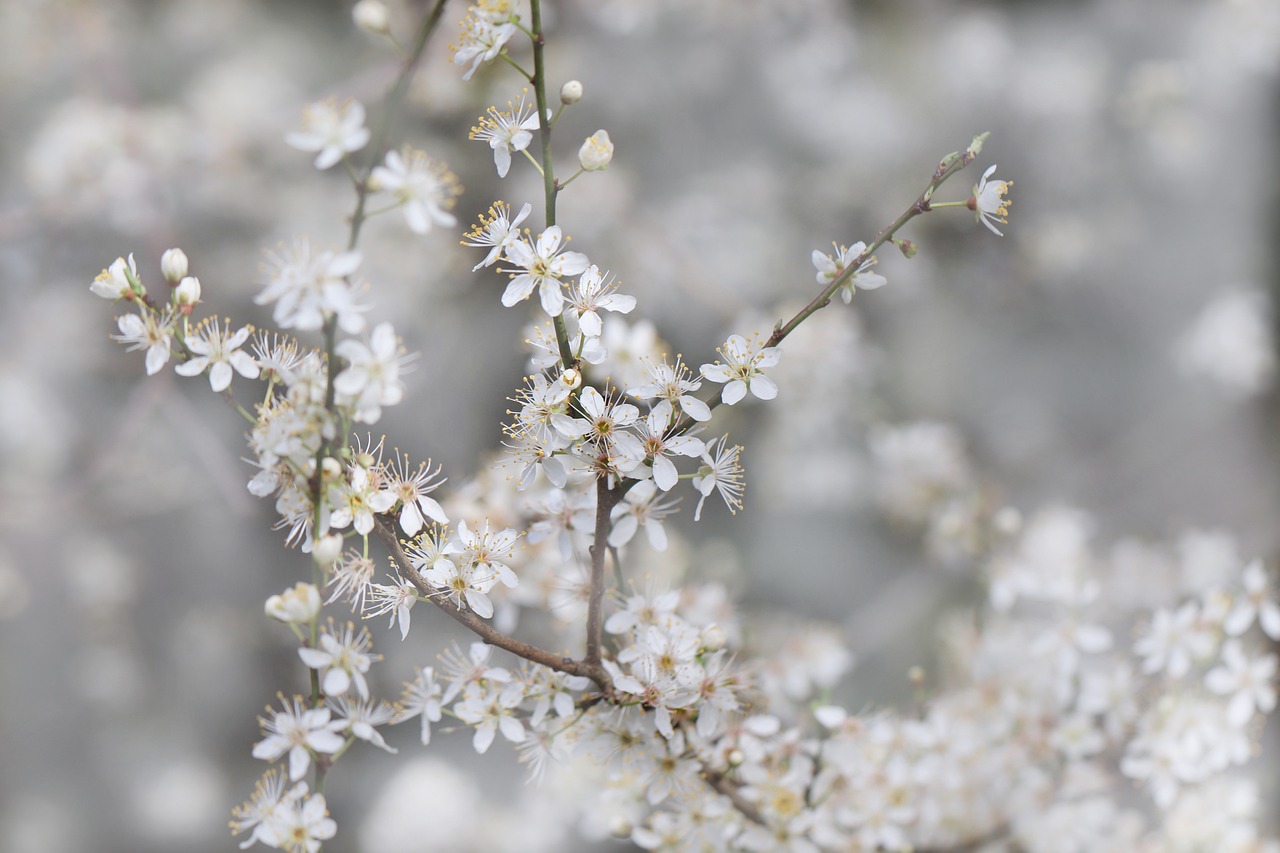 sloe, blackthorn, flowering branch, blossoms, nature, prunus, white, tree, spring, cherry blossom, spring, spring, cherry blossom, cherry blossom, cherry blossom, cherry blossom, cherry blossom-4915333.jpg
