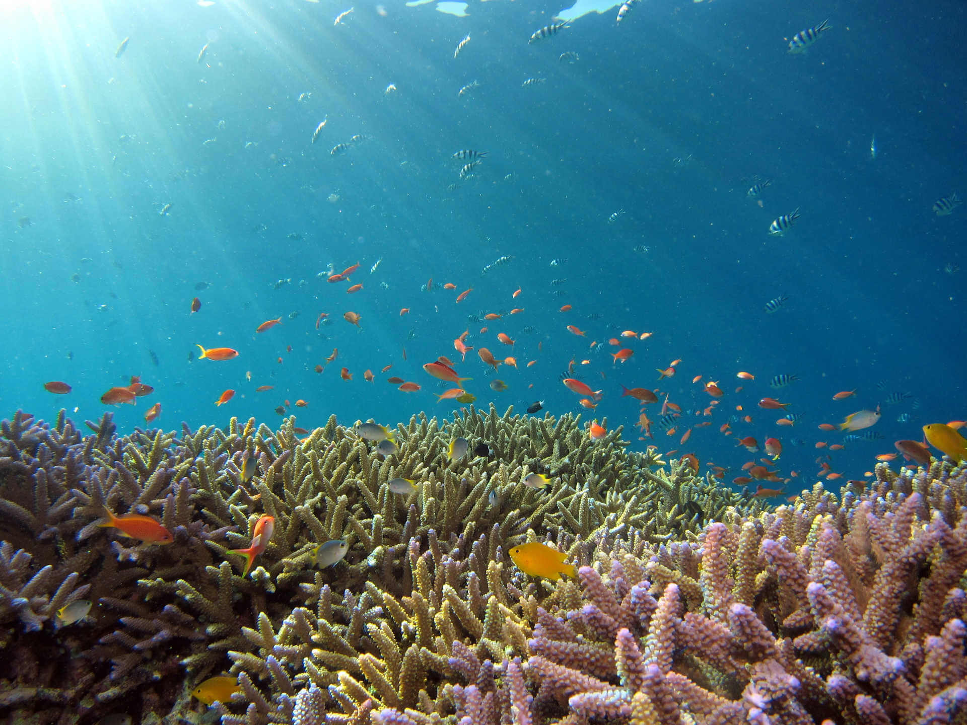 Coral reef and tropical fish in the water off Maui