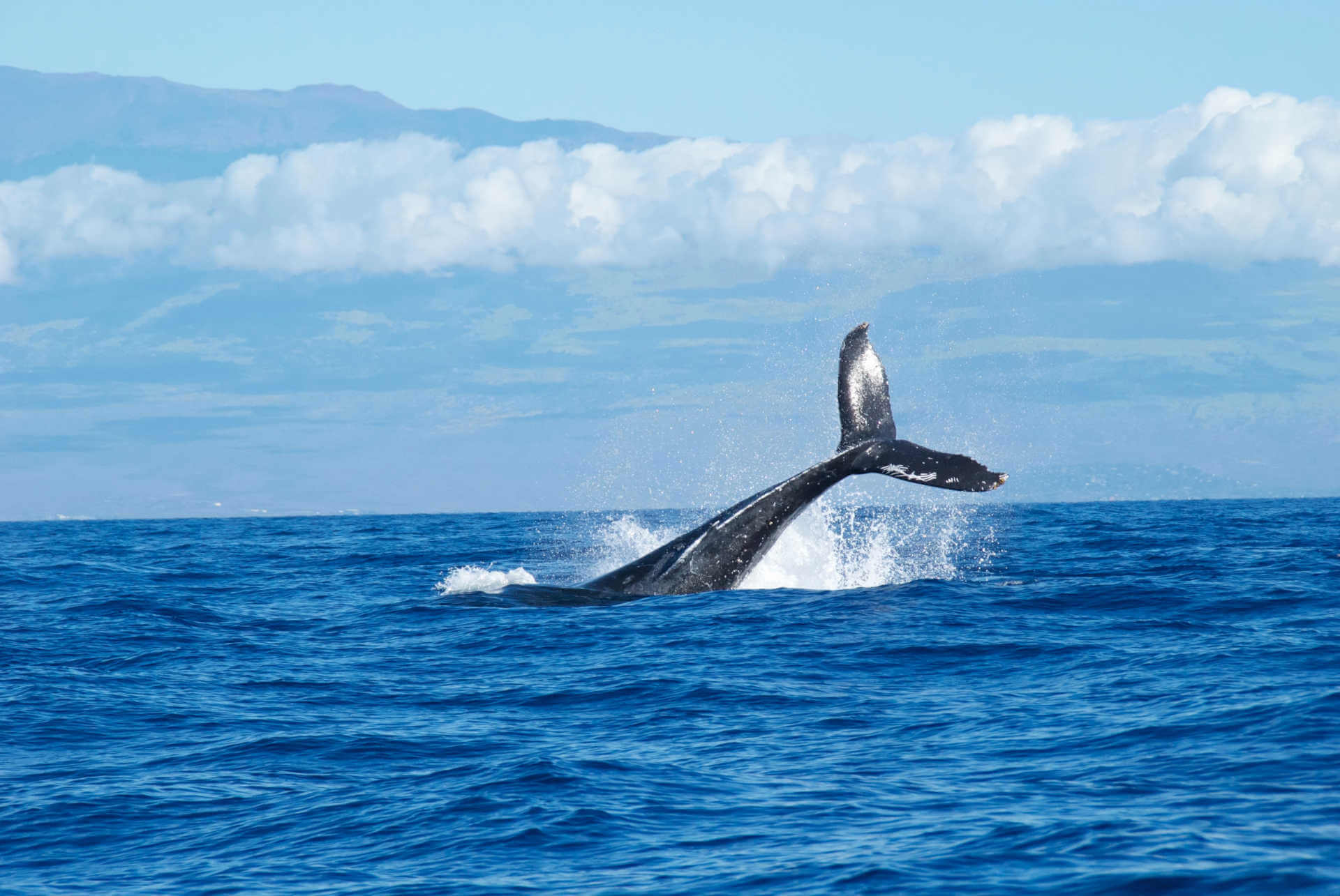 Humpback whale breaching off Maui during winter whale season