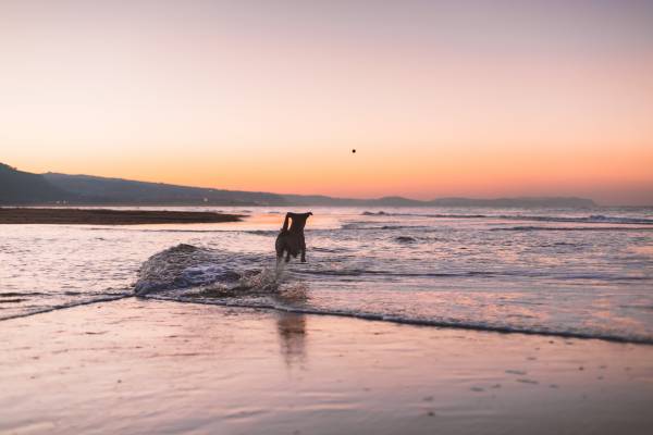 Mendocino pet guide