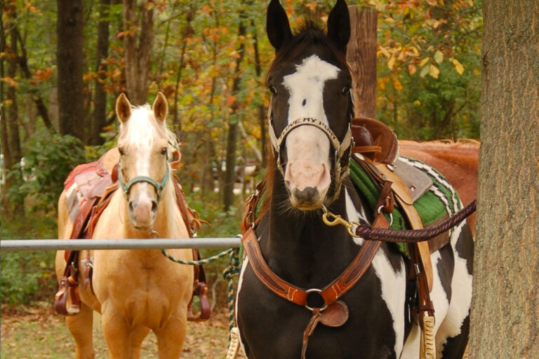 Horseback Riding