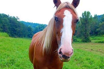 Blue Ridge Mountain Trail Rides