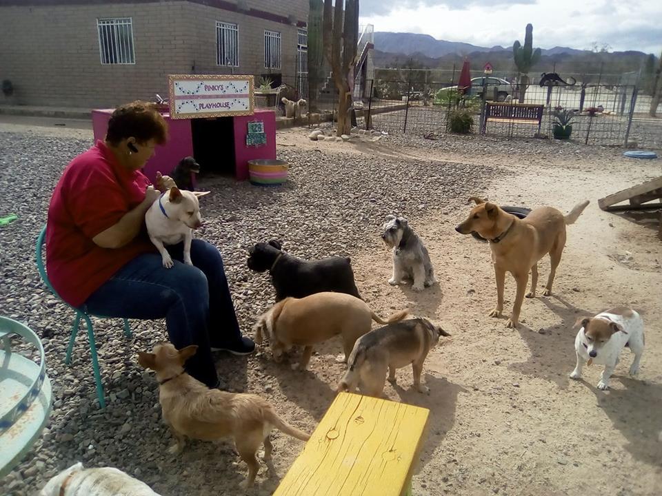 jugando con perros y Baja Bed and Biscuit