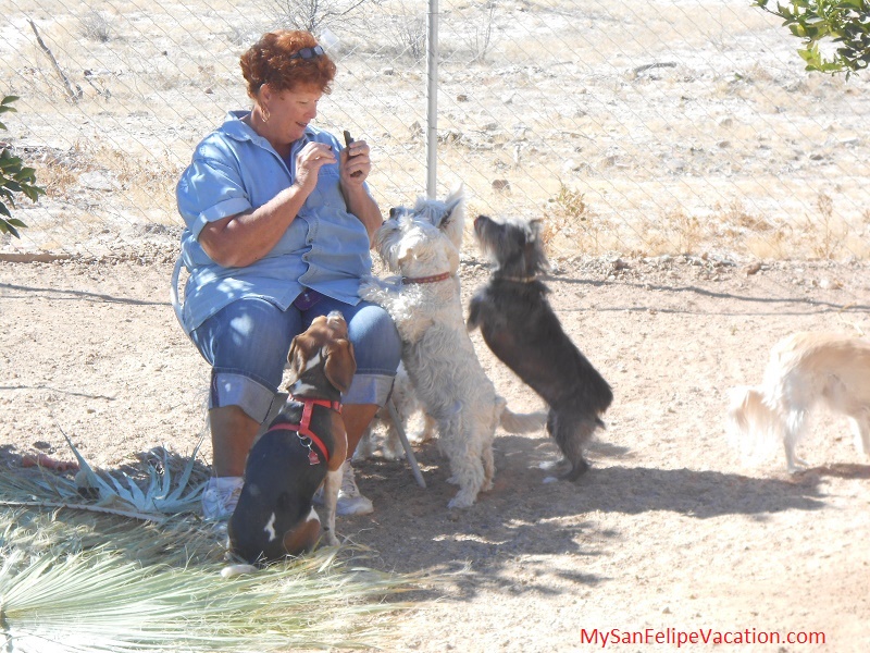 Vickie de Baja Bed and Biscuity San Felipe