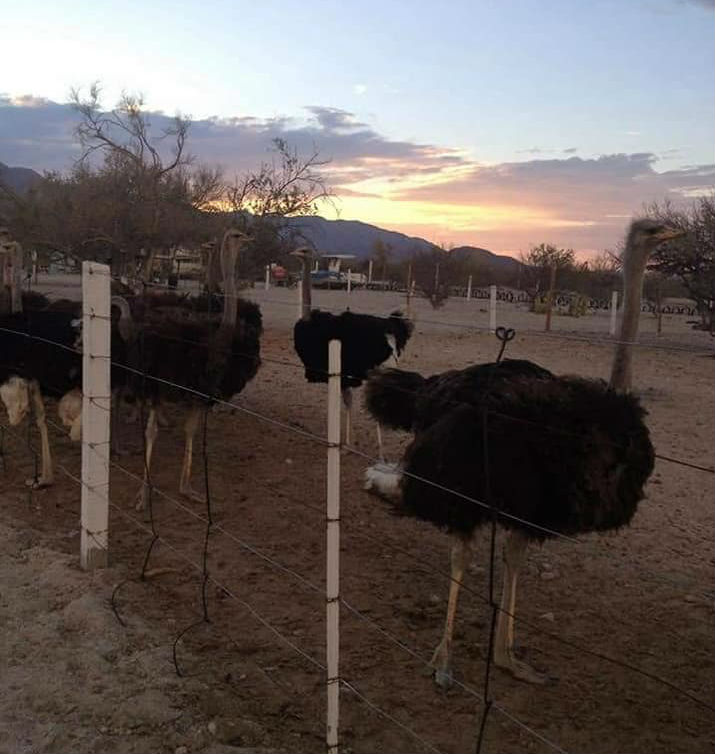 Tour granja de avestruces en San Felipe, Baja California