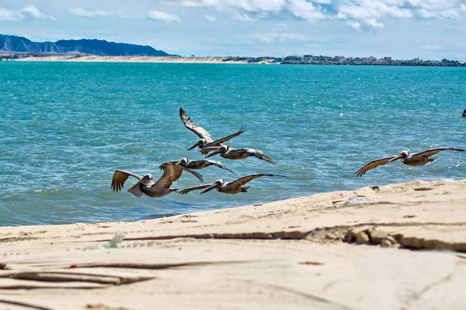 Pelícanos de San Felipe volando sobre el agua