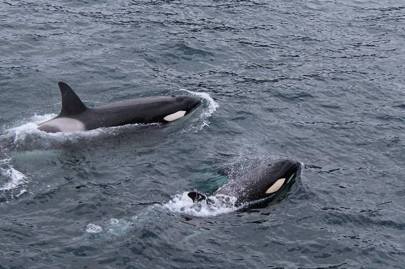 orcos en el océano pacífico
