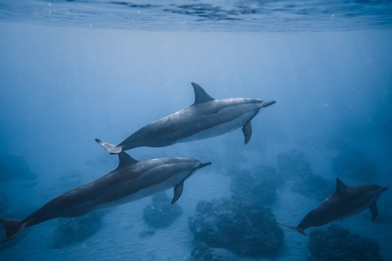 delfines en el golfo de california