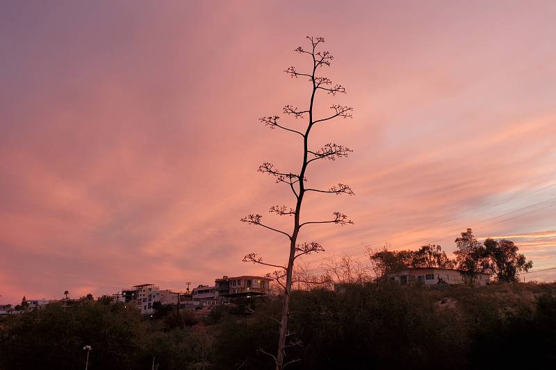 hermoso atardecer rosa en san felipe