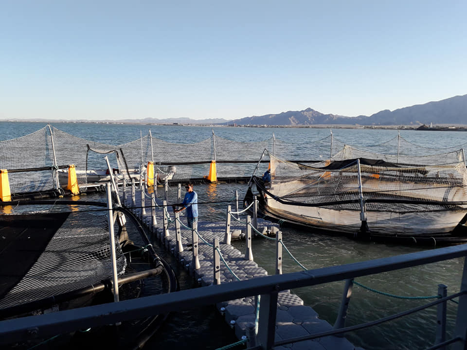 Reserva natural de totoaba en el Mar de Cortés, San Felipe