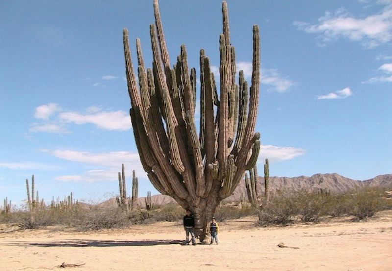 san-felipe-baja-california-grandes-lugares-para-tomar-fotos-valle-de-los-gigantes-sahuahros-lugar-2