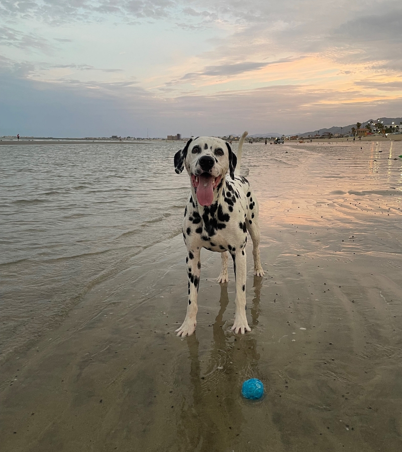 perro-jugando-en-la-playa-nublado-san-felipe-baja-california