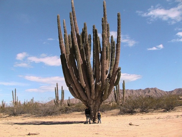 Tour de cactus del Valle de los Gigantes cerca de San Felipe