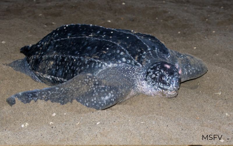 tortuga marina preñada en San Felipe Tortuga marina hembra embarazada San Felipe México