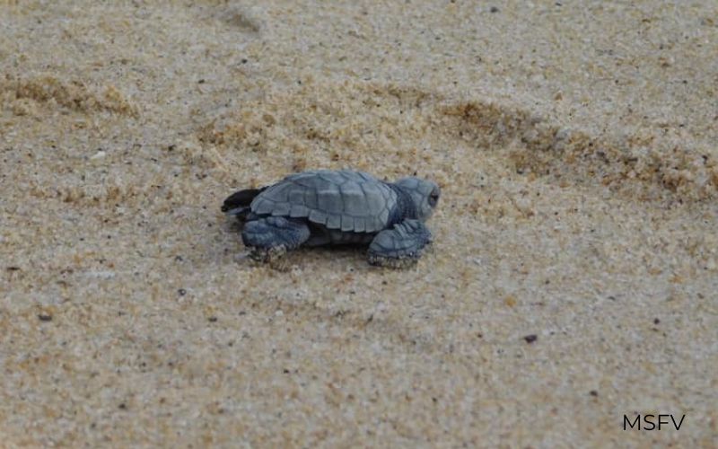 tortuga olivácea-san-felipe-méxico