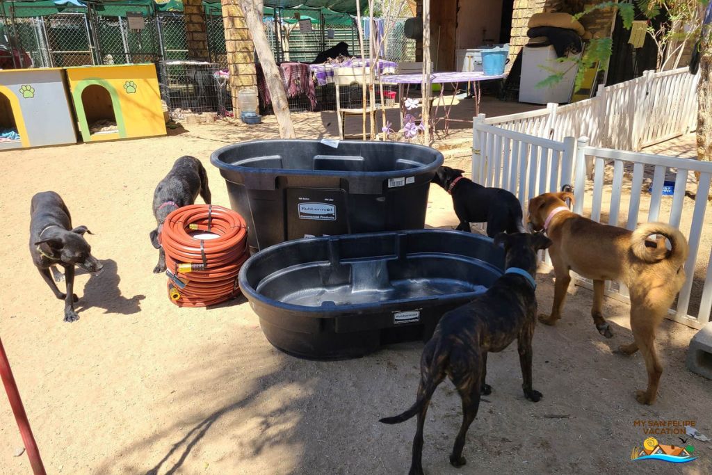 Bañeras de Rescate para Perros San Felipe