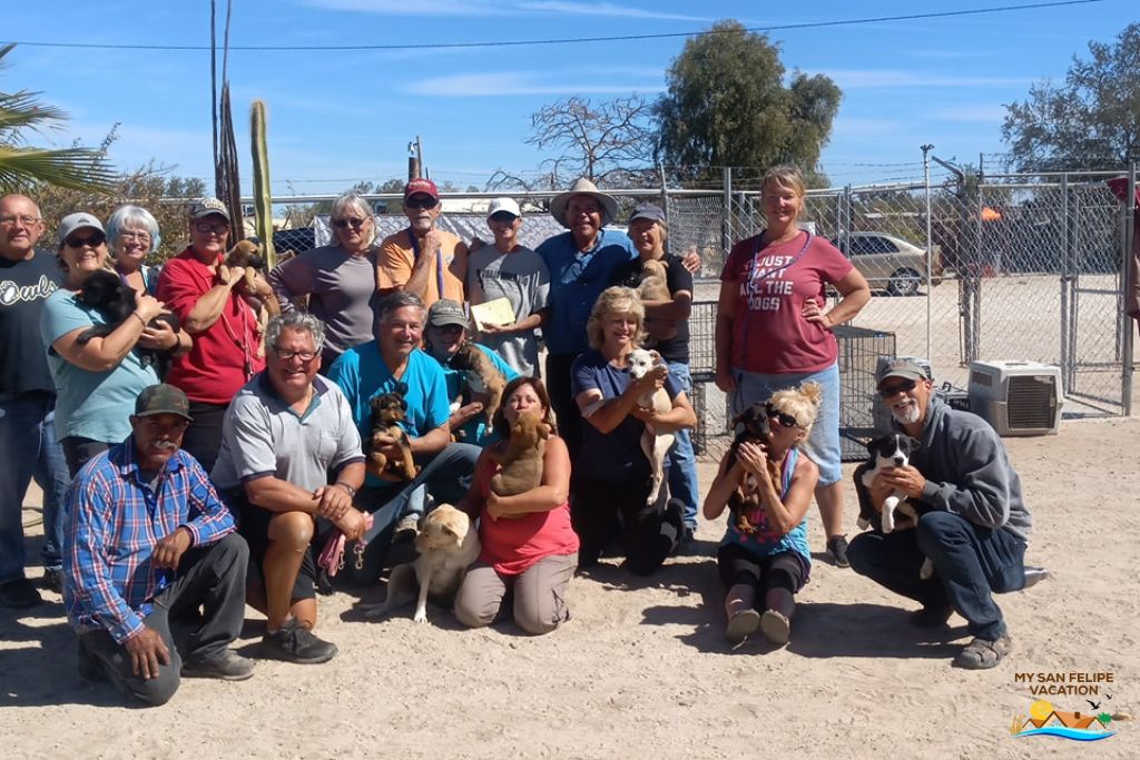 Rescate de perros de San Felipe