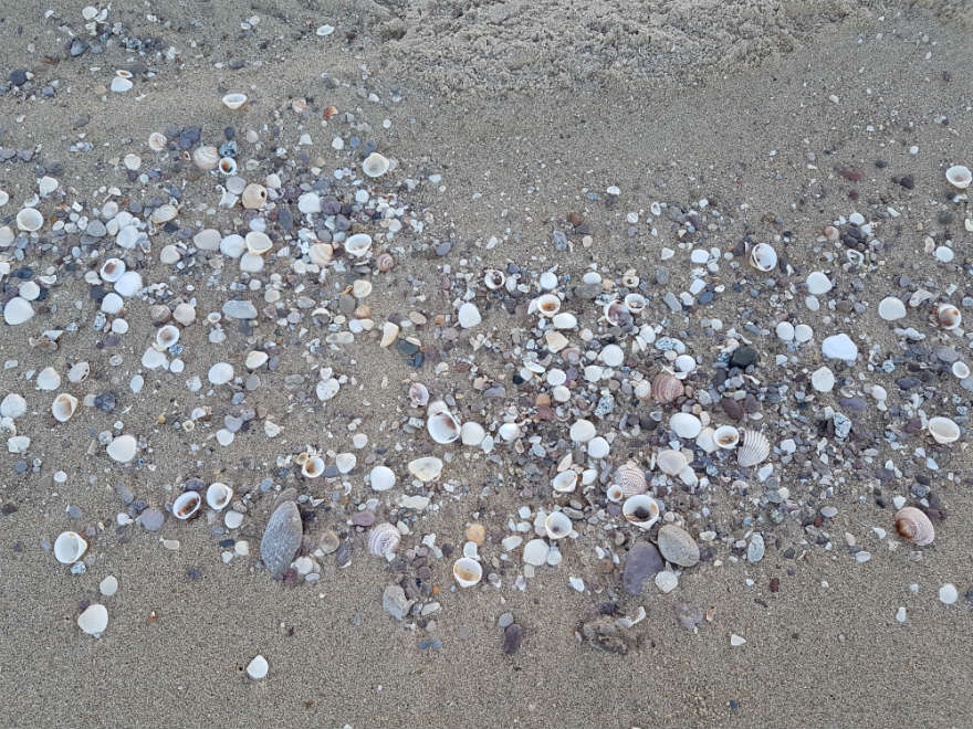 Playa Shell San Felipe