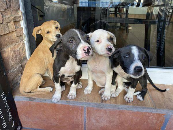 Rescate de perros de San Felipe