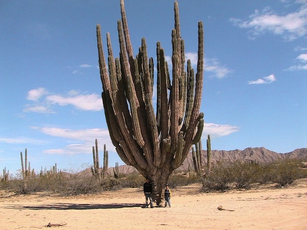 árboles de sahuaro en San Felipe valle de los gigantes
