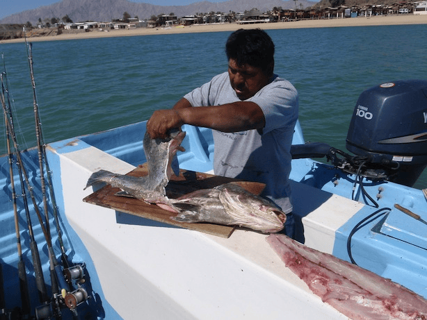 Limpieza de pescado San Felipe