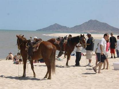 paseos a caballo en San Felipe, México