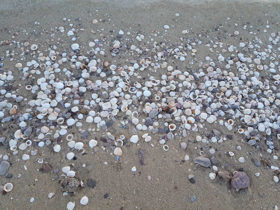 Conchas en la playa de conchas San Felipe Baja