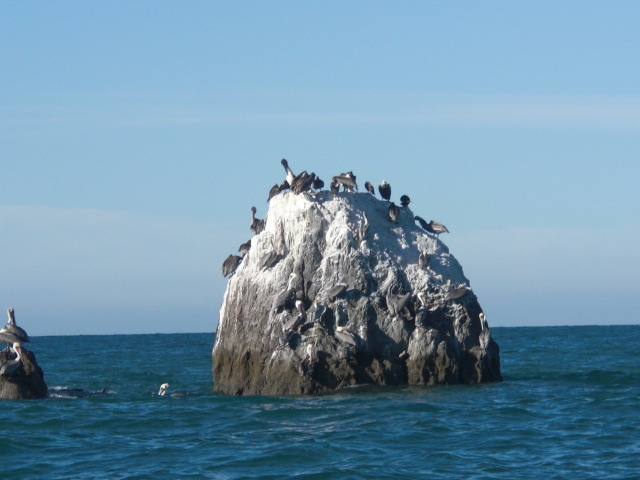 Aves en la isla Konsag San Felipe Baja México