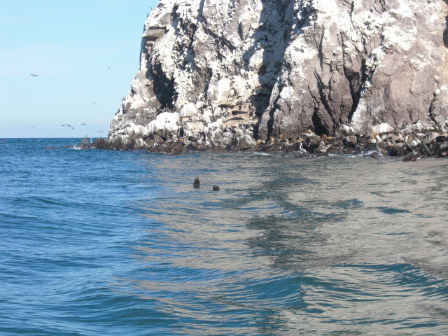 Leones marinos de la isla Konsag