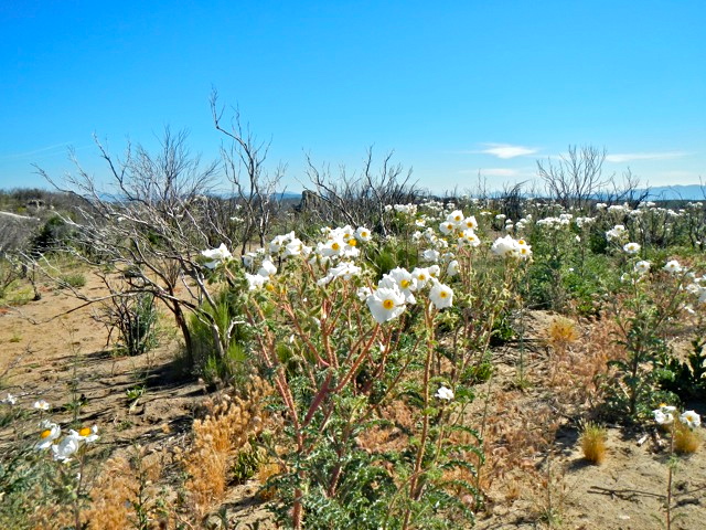 Flores en Laguna Hanson