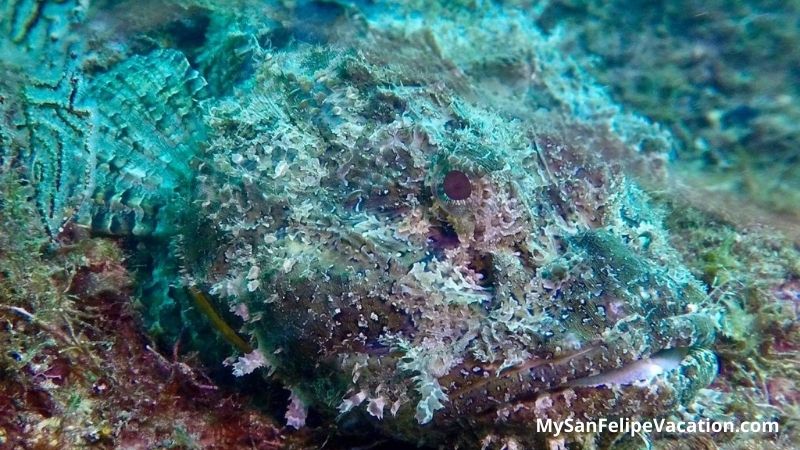 Peces camuflados en Bahía de Los Ángeles