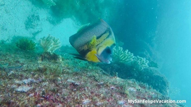 Angel Fish en Bahía de Los Ángeles