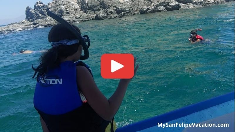 video de nado con leones marinos en Bahía de Los Ángeles