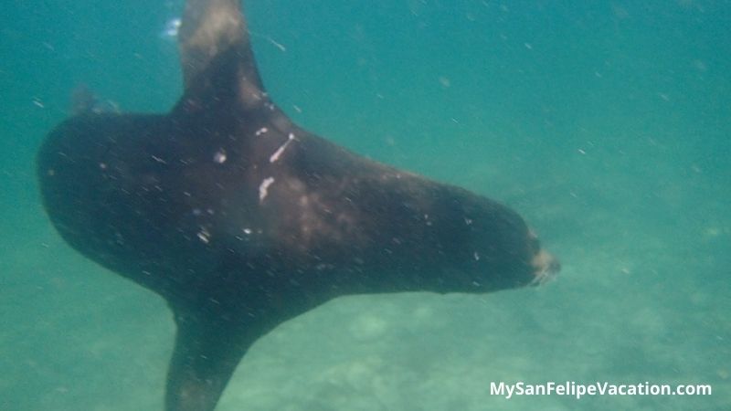 nadando con leones marinos en Bahía de Los Ángeles