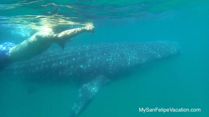 Bahía de los Ángeles nado con tiburones ballena