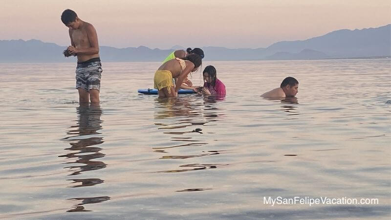 Playa La Gringa Bahía de Los Ángeles - Explorando la vida marina