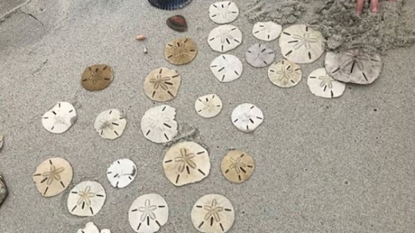 Diversión para niños en San Felipe, México - Finding Sand Dollars