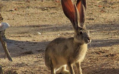 Liebre en San Felipe