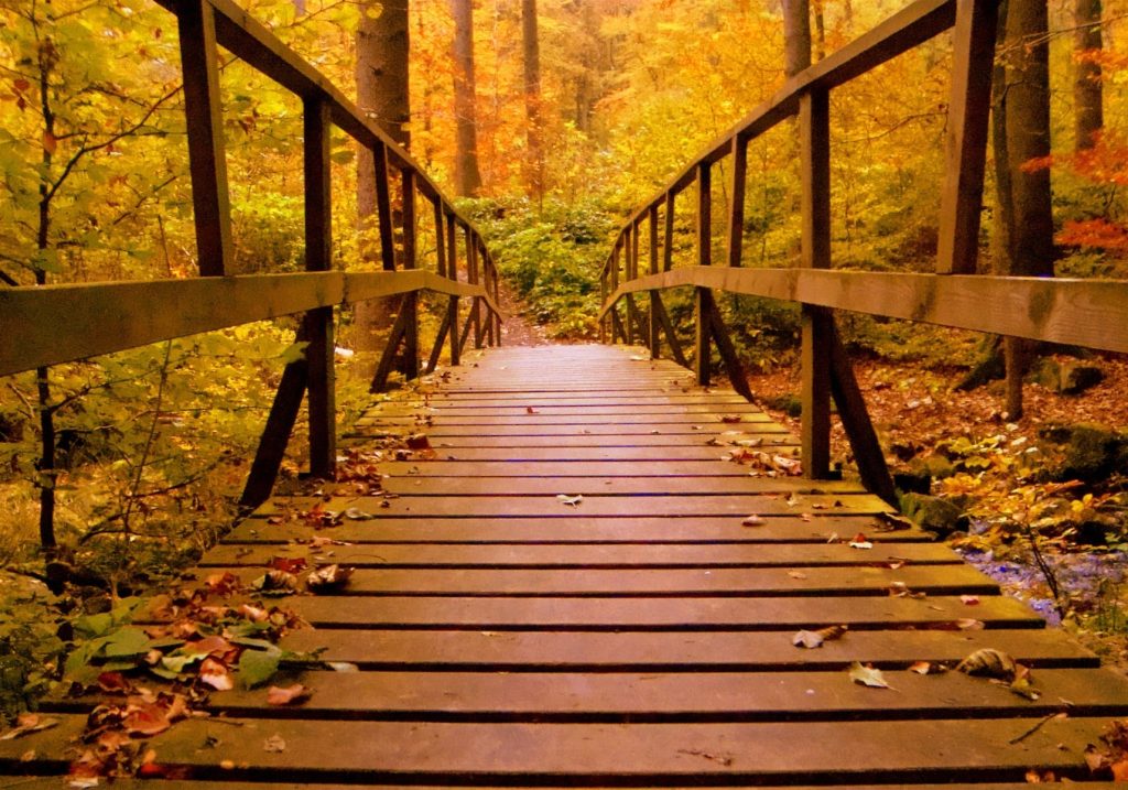 Discover North Georgia’s Stunning Fall Foliage