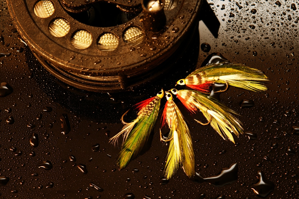 Experience Ellijay Fishing