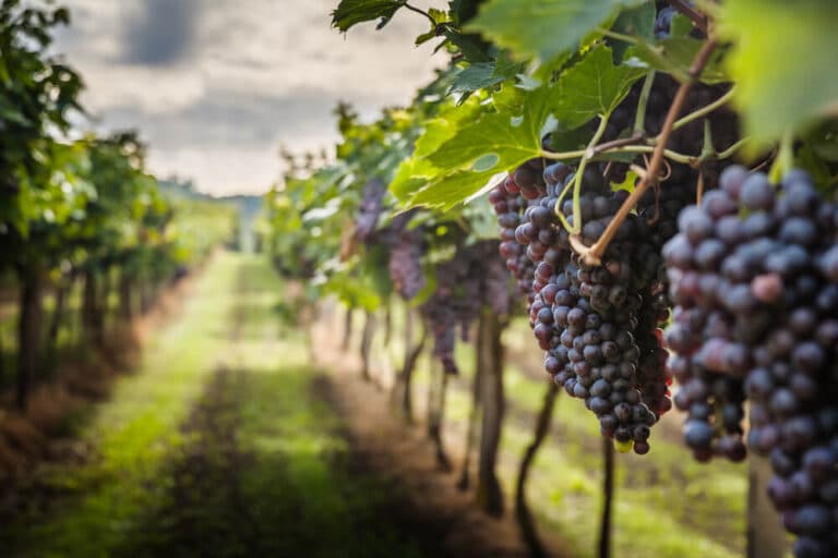 A Comprehensive Ellijay Area Winery Guide