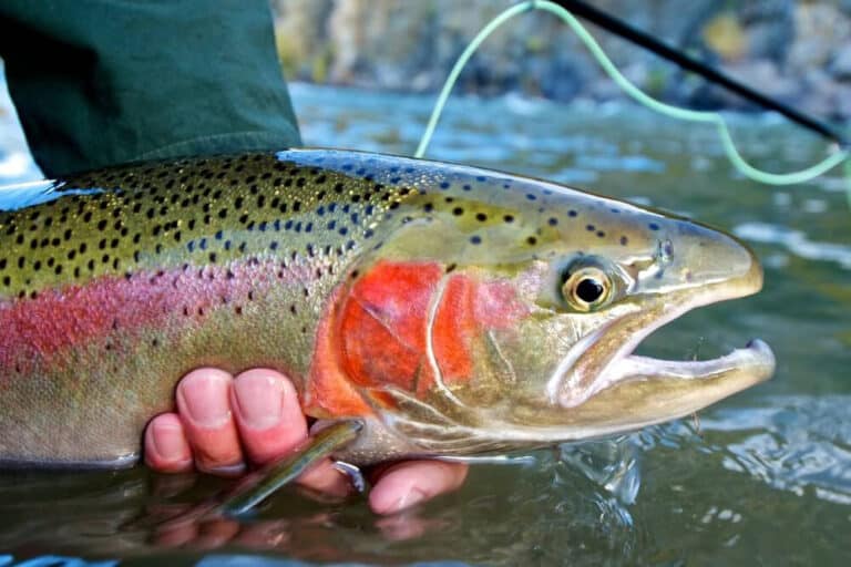 Fly Fishing near Blue Ridge, GA: Hook a Trophy Rainbow Trout