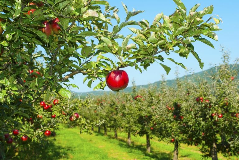 The Best Apple Orchards in North Georgia