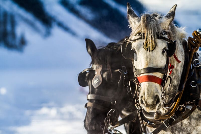 320ranchsleighride 320 Ranch Sleigh Rides