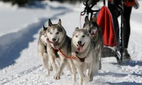 dogsledding Dog Sledding