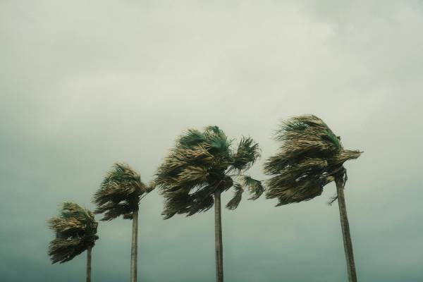 photo of palm trees blowing in wind